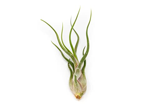 Tillandsia Caput Medusae Air Plants - Live Succulent House Plants - Available in Wholesale and Bulk - Home and Garden Decor - Easy Care Indoor/Outdoor Air Plant (Pack of 3) - view 2
