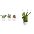 Live Succulents in White Planter Pots (3 PK), Live Succulent Plants Live Plants & Costa Farms Live Snake Plant, Easy Care Houseplant in Indoor Garden Plant Pot, Grower's Choice House