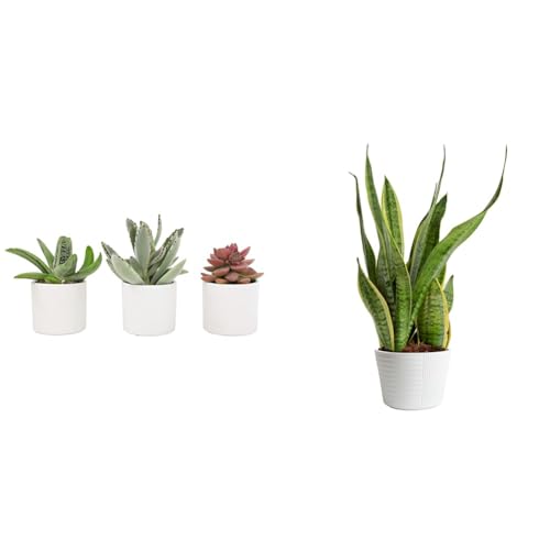 Live Succulents in White Planter Pots (3 PK), Live Succulent Plants Live Plants & Costa Farms Live Snake Plant, Easy Care Houseplant in Indoor Garden Plant Pot, Grower's Choice House