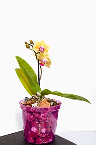 5 inch Plant Pots - 6 Pack of Flower Pots (Rose Quartz) - Slotted Clear Planter for Indoor Plants - Perfect for Orchids, Succulents, Herbs, and More - view 5