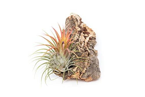3 Small Chunk Natural Cork Bark DIY Kit with Three Assorted Air Plants, Glue and Hook - Live Tillandsia Succulent House Plant - Wholesale and Bulk - Easy Care Indoor and Outdoor Plants - view 2