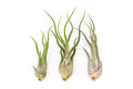Tillandsia Caput Medusae Air Plants - Live Succulent House Plants - Available in Wholesale and Bulk - Home and Garden Decor - Easy Care Indoor/Outdoor Air Plant (Pack of 3)
