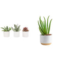 Live Succulents in White Planter Pots (3 PK), Live Succulent Plants Live Plants in Succule & Costa Farms Aloe Vera, Live Succulent Plant, Easy Care Indoor Houseplant in Modern Décor Planter