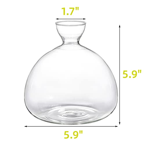Avocado Seed Starter Vase Planter, Clear Avocado Tree Growing Kit Pot, Medium Avocado Vase Grow Glass Plant Pot Gift for Indoor Outdoor (Pack of 2) - view 2