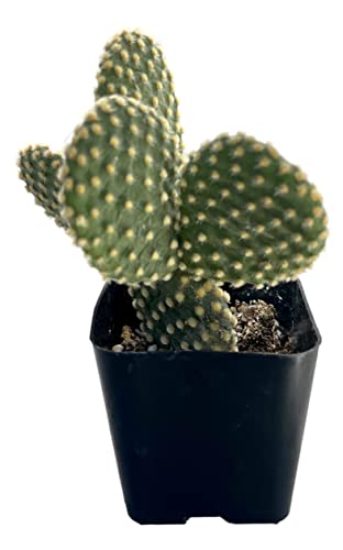 Live Mini Cactus Plants (8 Pack), Assorted Potted Cacti Variety Pack - view 2