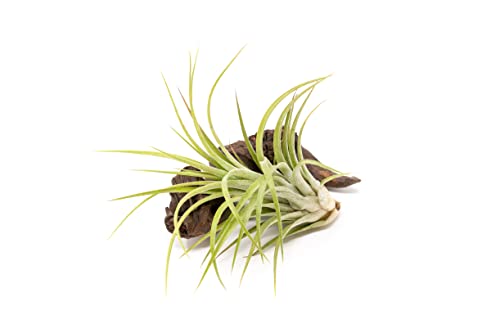 Large Air Plants Ionantha Victoriana 4 to 6 inch - Available in Wholesale and Bulk - Live Succulent House Plants - Home and Garden Decor - Easy Care Indoor and Outdoor Plants (Pack of 1) - view 2