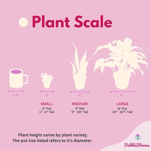 Rare Philodendron Assortment, 2 inch Set of 3, Very Rare Philo Set Growers Choice, tortum, Snowdrift, billietiae, White Princess - view 7