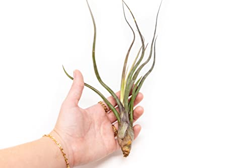12 Pack Large Air Plant Baileyi 6 to 8 Inches - Available in Wholesale and Bulk - Live Succulent House Plants - Home and Garden Decor - Easy Care Indoor and Outdoor Plants - view 2