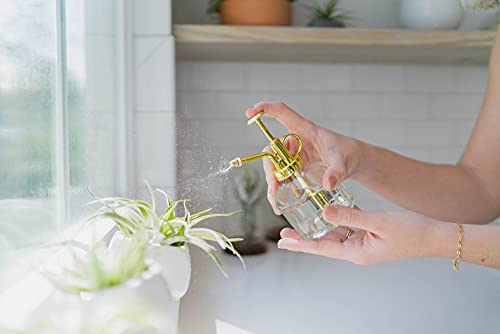 5 Pack Large Air Plants Tillandsia Ionantha Guatemala - Live Succulent House Plants - Available in Wholesale and Bulk - Home and Garden Decor - Easy Care Indoor and Outdoor Plants (Pack of 5) - view 5