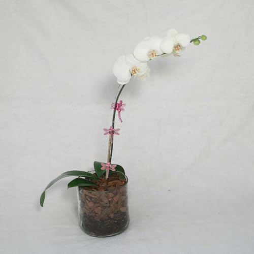 20pcs Butterfly Plant Orchid Clips,Garden Transparent Plant Support Clip for Orchid Support Fixed Vine(Pink) - view 2