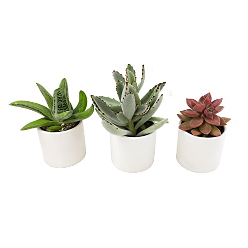 Live Succulents in White Planter Pots (3 PK), Live Succulent Plants Live Plants & Costa Farms Live Snake Plant, Easy Care Houseplant in Indoor Garden Plant Pot, Grower's Choice House - view 4