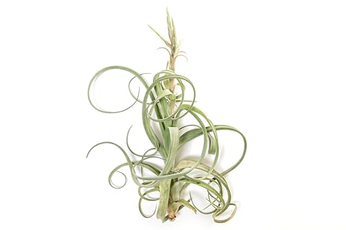 Tillandsia Curly Slim (T. Intermedia x T. Streptophylla) Air Plant - Succulents - Live Tillandsia - Easy Care Indoor and Outdoor House Plants (Pack of 1) - view 5