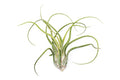 3 Pack XL Tillandsia Caput Medusae Air Plant - Live Tillandsia - Easy Care Indoor and Outdoor House Plants (Pack of 3)