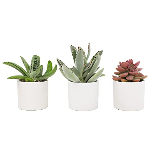 Live Succulents in White Planter Pots (3 PK), Live Succulent Plants Live Plants in Succule & Costa Farms Aloe Vera, Live Succulent Plant, Easy Care Indoor Houseplant in Modern Décor Planter - view 2