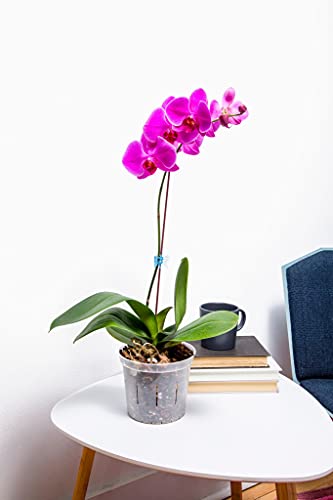 Orchid Starter Kit - Phalaenopsis Dark Classic - (Includes Orchid Potting Mix, Plus a 5 inch Orchid Pot, Flower Clip, and Plant Label) - view 5