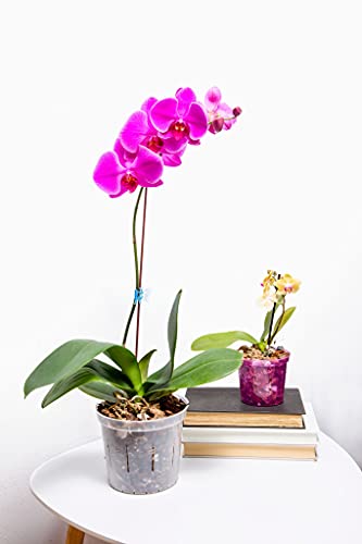 Deluxe Orchid Starter Kit - Orchid Moss - (Includes Phalaenopsis Gold Classic Orchid Potting Mix, Orchid Fertilizer, Plus a 5 inch Orchid Pot, Flower Clip, and Plant Label) - view 3