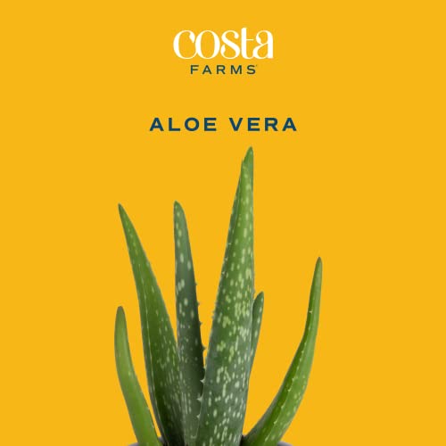 Live Succulents in White Planter Pots (3 PK), Live Succulent Plants Live Plants in Succule & Costa Farms Aloe Vera, Live Succulent Plant, Easy Care Indoor Houseplant in Modern Décor Planter - view 6