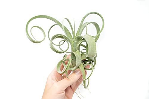 Tillandsia Curly Slim (T. Intermedia x T. Streptophylla) Air Plant - Succulents - Live Tillandsia - Easy Care Indoor and Outdoor House Plants (Pack of 1)