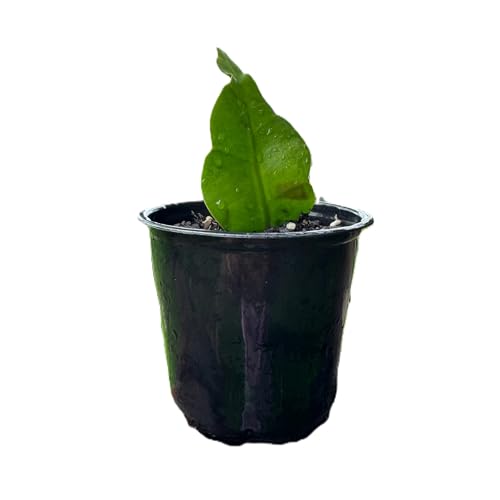Organic Queen of The Night Live Plant Epiphyllum Oxypetalum Cutting with Roots 4"-8" in Length, Night Blooming Cereus, Princess of The Night in 4" Pot - view 2