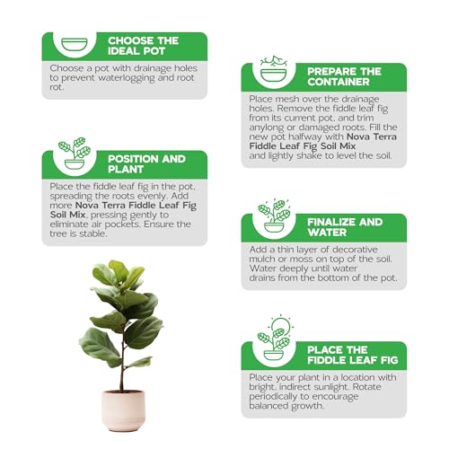 Novaterra Fiddle Leaf Fig Potting Soil Mix for Ficus Lyrata, 2.4 Quarts - view 5