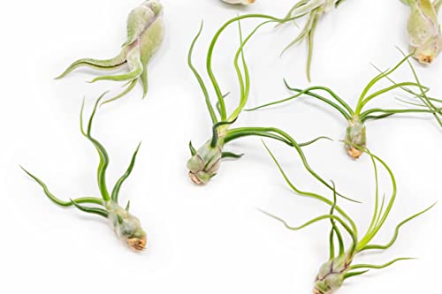 Pack of Wild Ones Air Plants - Tillandsia Caput Medusae, Butzii & Bulbosa Guatemala - Succulent House Plants for Holders - Available in Wholesale/Bulk - Easy Care Indoor/Outdoor Plants (Pack of 12) - view 2