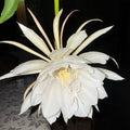 Organic Queen of The Night Live Plant Epiphyllum Oxypetalum Cutting with Roots 4"-8" in Length, Night Blooming Cereus, Princess of The Night in 4" Pot