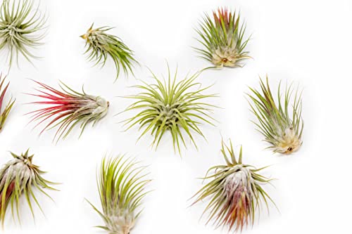 5 Pack Large Air Plants Tillandsia Ionantha Guatemala - Live Succulent House Plants - Available in Wholesale and Bulk - Home and Garden Decor - Easy Care Indoor and Outdoor Plants (Pack of 5) - view 2