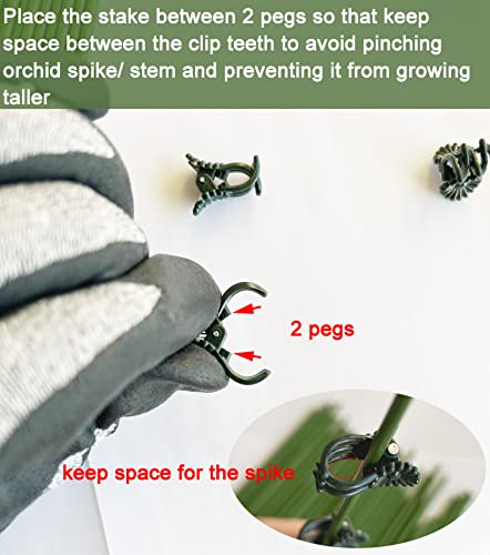 40-PCs Orchid Clips for Plants Support - Dark Green, for Small - Middle Climbing Plants Vine Plants & Single Stem Plants - view 3