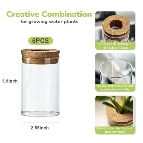 Glass Plant Propagation Station Set of 6, Modern Desktop Flower Vase for Succulent Cuttings, Home Office Decoration, Ideal Housewarming Gift for Living Room, Bedroom - view 2