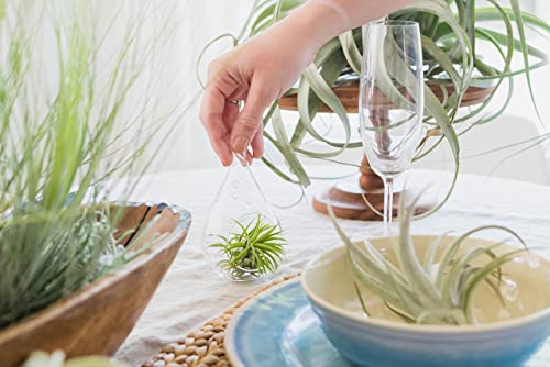Air Plants The Inca Collection - Live Succulent House Plants - Available in Wholesale and Bulk - Home and Garden Decor - Easy Care Indoor/Outdoor Air Plant (Pack of 6) - view 5