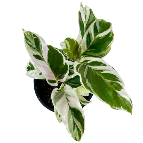 Calathea White Fusion Live Plant for Indoor | Houseplants in 4'' & 6'' Pot - view 3