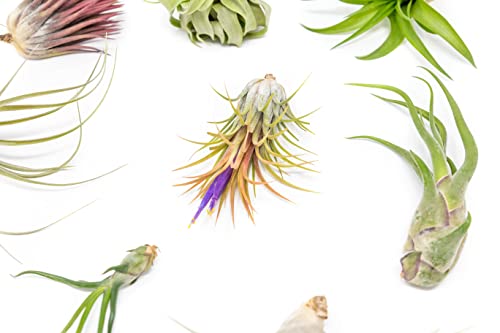 Grab Bag Pack Small & Medium Air Plants - Fertilizer Packet - Wholesale - Bulk - Live Tillandsia - Easy Care House Plant - Succulents, 10 Count (Pack of 1) - view 2