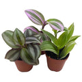 Wandering Dude Assortment, Tradescantia Variety, 2 inch, Set of 3 Tiny Mini Pixie Plant