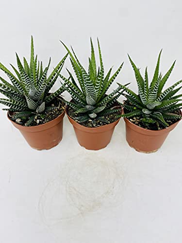 Zebra Haworthia Plant - Easy to Grow/Hard to Kill!- 3 Plants 4" Pot - view 2