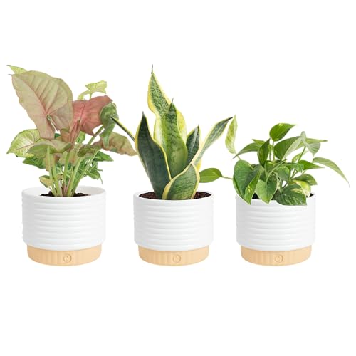 Live Indoor Plants Starter Collection, 4-Inch Pots, 3-Pack