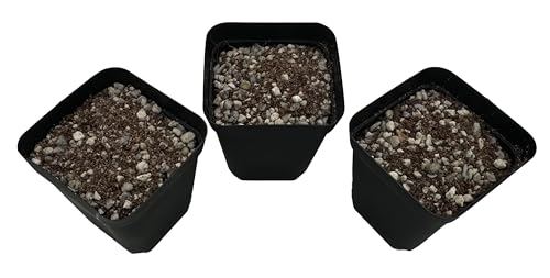 Lithops Seed Starting Soil Gritty Mix, 2 Qt, Fast Draining Potting Medium - view 3