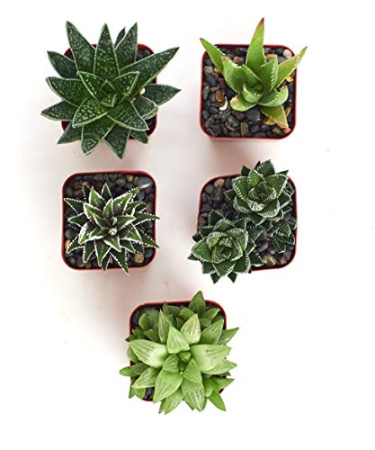 Haworthia Collection | Assortment of Hand Selected, Fully Rooted Alluring Miniature Aloe Live Indoor Succulent Plants, 5-Pack - view 3