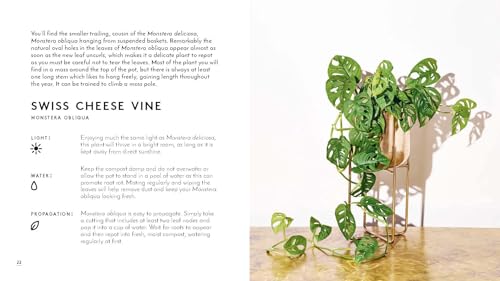 Little Book of House Plants and Other Greenery - view 6