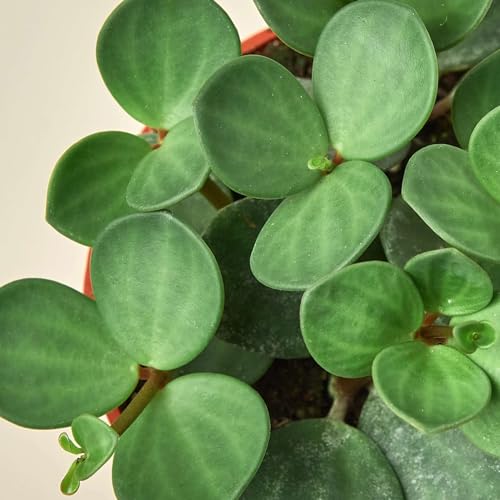 Peperomia Hope Live Plant for Indoor | Houseplants in 4'' & 6'' Pot - view 3