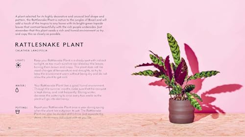 Little Book of House Plants and Other Greenery - view 7