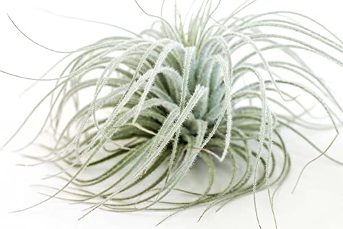 Jumbo Tectorum Ecuador Air Plant - Live Tillandsia Succulent House Plants - Available in Wholesale and Bulk - Home and Garden Decor - Easy Care Indoor/Outdoor Air Plants