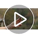 Pack of Wild Ones Air Plants - Tillandsia Caput Medusae, Butzii & Bulbosa Guatemala - Succulent House Plants for Holders - Available in Wholesale/Bulk - Easy Care Indoor/Outdoor Plants (Pack of 12) - view 7