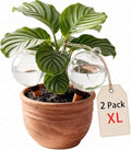 2-Pack 19oz XL Self-Watering Globes, Terracotta Plant Waterer Spikes