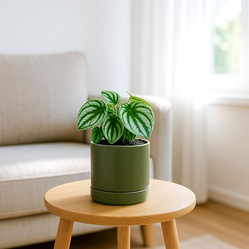 4.7 Inch Ceramic Planter Pot, Olive, 94-O-B-J - view 5