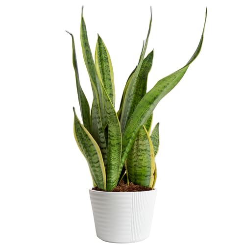Live Succulents in White Planter Pots (3 PK), Live Succulent Plants Live Plants & Costa Farms Live Snake Plant, Easy Care Houseplant in Indoor Garden Plant Pot, Grower's Choice House - view 5