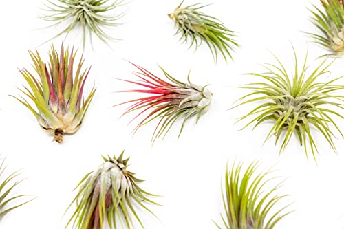 5 Pack Large Air Plants Tillandsia Ionantha Guatemala - Live Succulent House Plants - Available in Wholesale and Bulk - Home and Garden Decor - Easy Care Indoor and Outdoor Plants (Pack of 5) - view 3