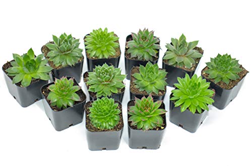 Succulent Plants | 5 Sempervivum Succulents | Rooted in Planter Pots with Soil | Real Live Indoor Plants | Gifts or Room Decor - view 7