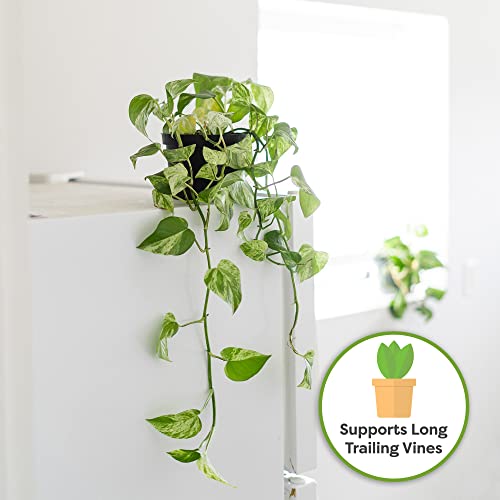 Organic Pothos Soil, 8 qt, Indoor Coco Coir Mix - view 5