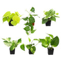 Pothos & Philodendron 6PK, Easy Plant Care, 2 in. Pots, Small House Plants