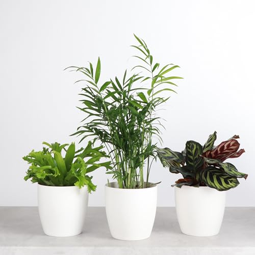 Live Pet Friendly Indoor Houseplant Bundle, 3-Pack, 4" Pots - view 2